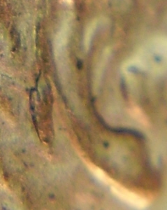 1997-Lincoln-Memorial-Cent-Doubled-Die-Ear-But-What-One?-Or-Die-Crack